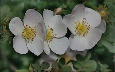 Altaica, Scots rose