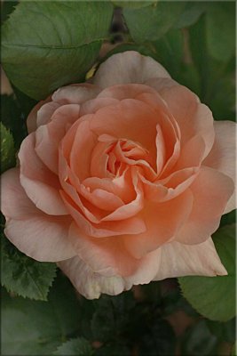 Ambridge Rose