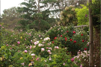  View in the rose garden