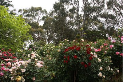 Rose garden in bloom 1