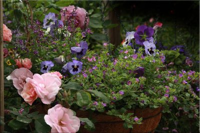 Basket of annuals and Clair Matin