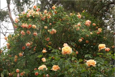 Crepuscule and Diamond Jubilee