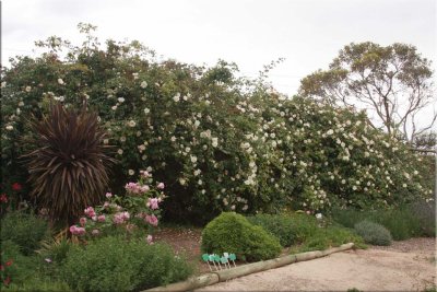 Rose garden