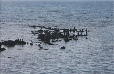 Shags on rocks, The Bluff