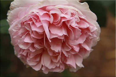 Lady Phelia