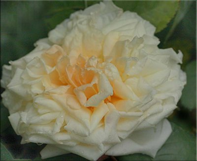 Baby Alberic, polyantha