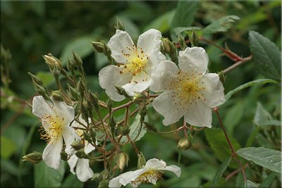 Rosa brunnonii
