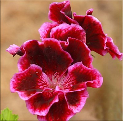 Regal pelargonium, tri red
