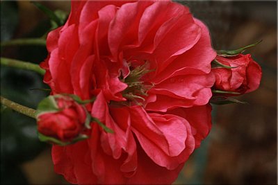 Bella Rosa