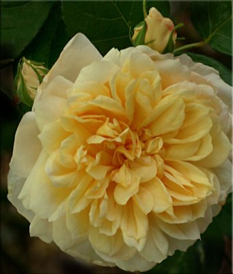 Jayne Austin