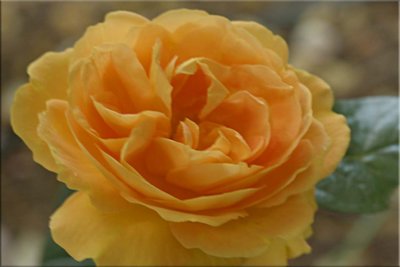 Tantau Bernstein rose