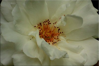 Margaret Merril