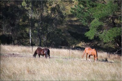 Our horses in the long grass