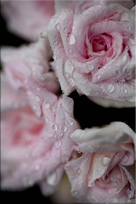 Rosebud pelargonium