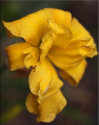 Golden daylily