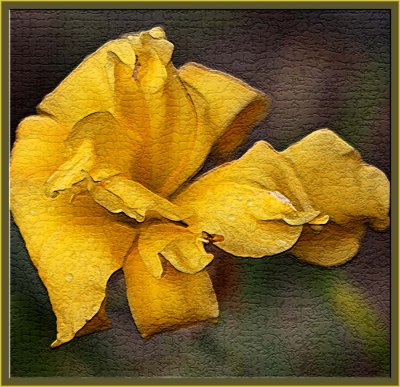 Golden daylily