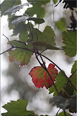 Red leaf in the mist