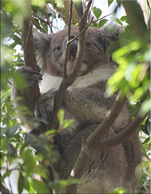Koala in the Lilly Pilly tree 