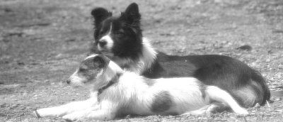 Best friends logo bw.jpg