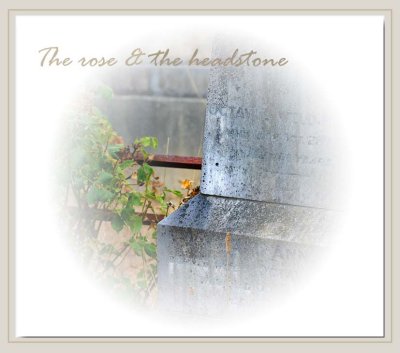 The rose and the headstone