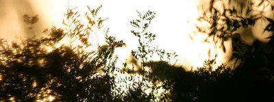 Pepper tree logo.jpg