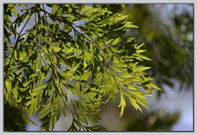 A grevillea frond