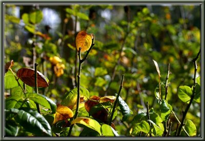 Autumn tonings in the rose garden