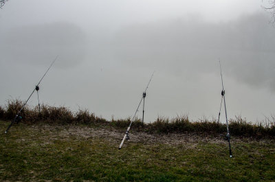 Les poissons se cachent