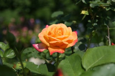 IMG_2683 - Copyds.jpg