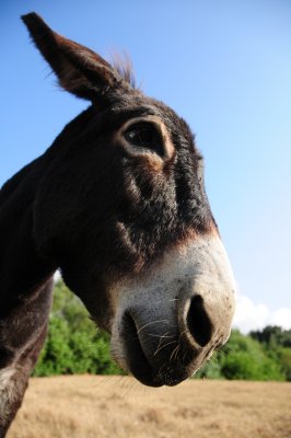 Donkeys