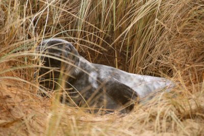 Grey Seals