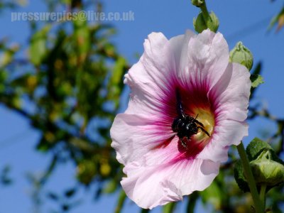 flower bee 2