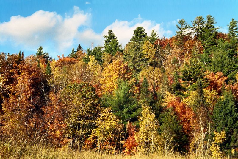 Autumn colors