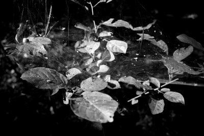 Leaves in black and white