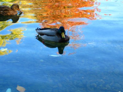 Autumn mood at Lafontaine urban park.