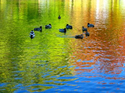 Autumn mood at Lafontaine urban park.