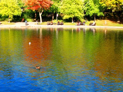 Autumn mood at Lafontaine urban park.