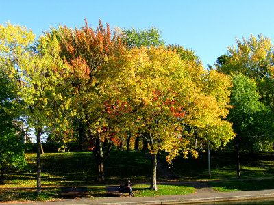 Autumn mood at Lafontaine urban park.