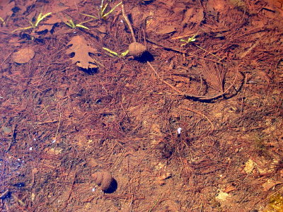 acres08-17 snails.jpg