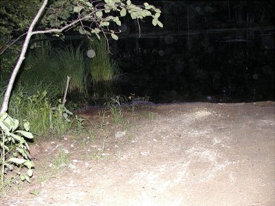 acres08-28 moon  frog.jpg