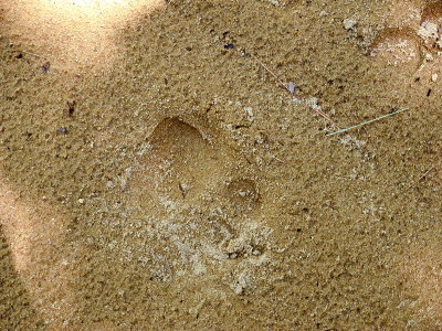 acres08-37 bearprint1.jpg