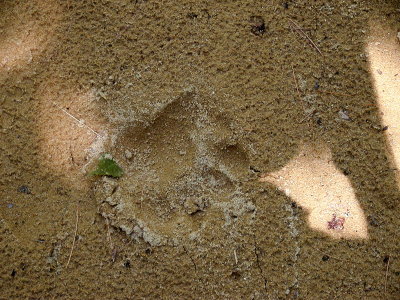 acres08-38 bearprint2.jpg