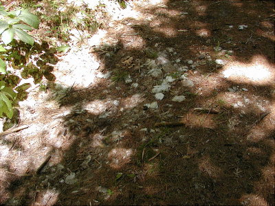 acres08-39 deerburied here.jpg