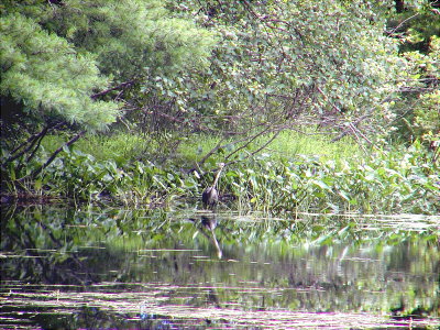 acres-09-043.jpg