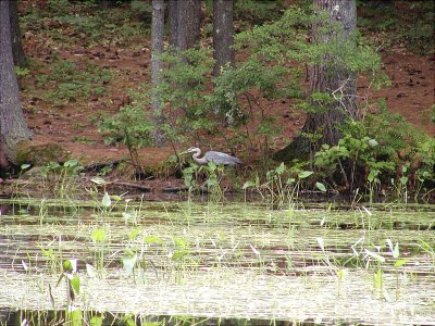 acres-09-051.jpg