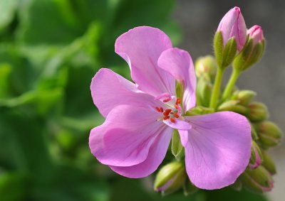 Geranium