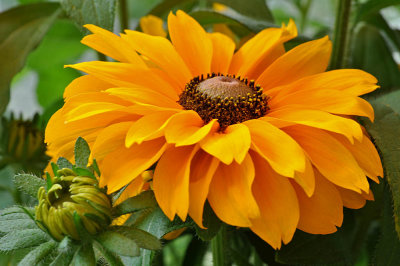 Rudbeckia yellow