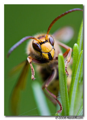 Vespa crabro