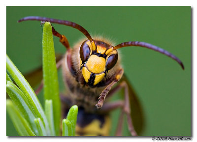 Vespa crabro