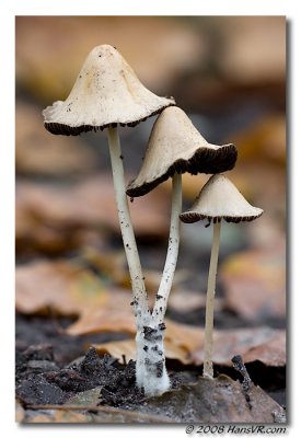 Psathyrella conopilus